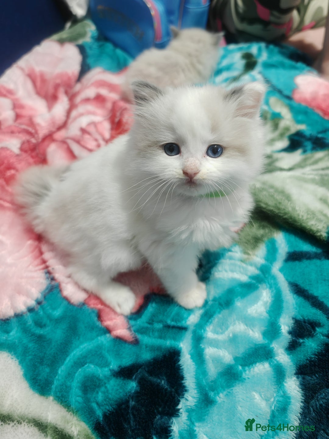 Ragdoll cats for sale: Beauty fluffy ragdoll kittens  - Advert 6