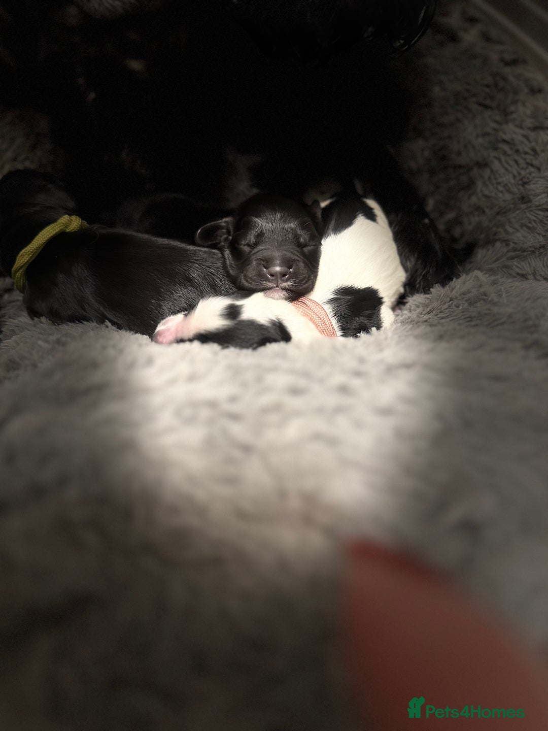 Cocker Spaniel dogs for sale: 🐾 🌼 Helianthmum Working Cocker Spaniels🌼 🐾 - Image 13