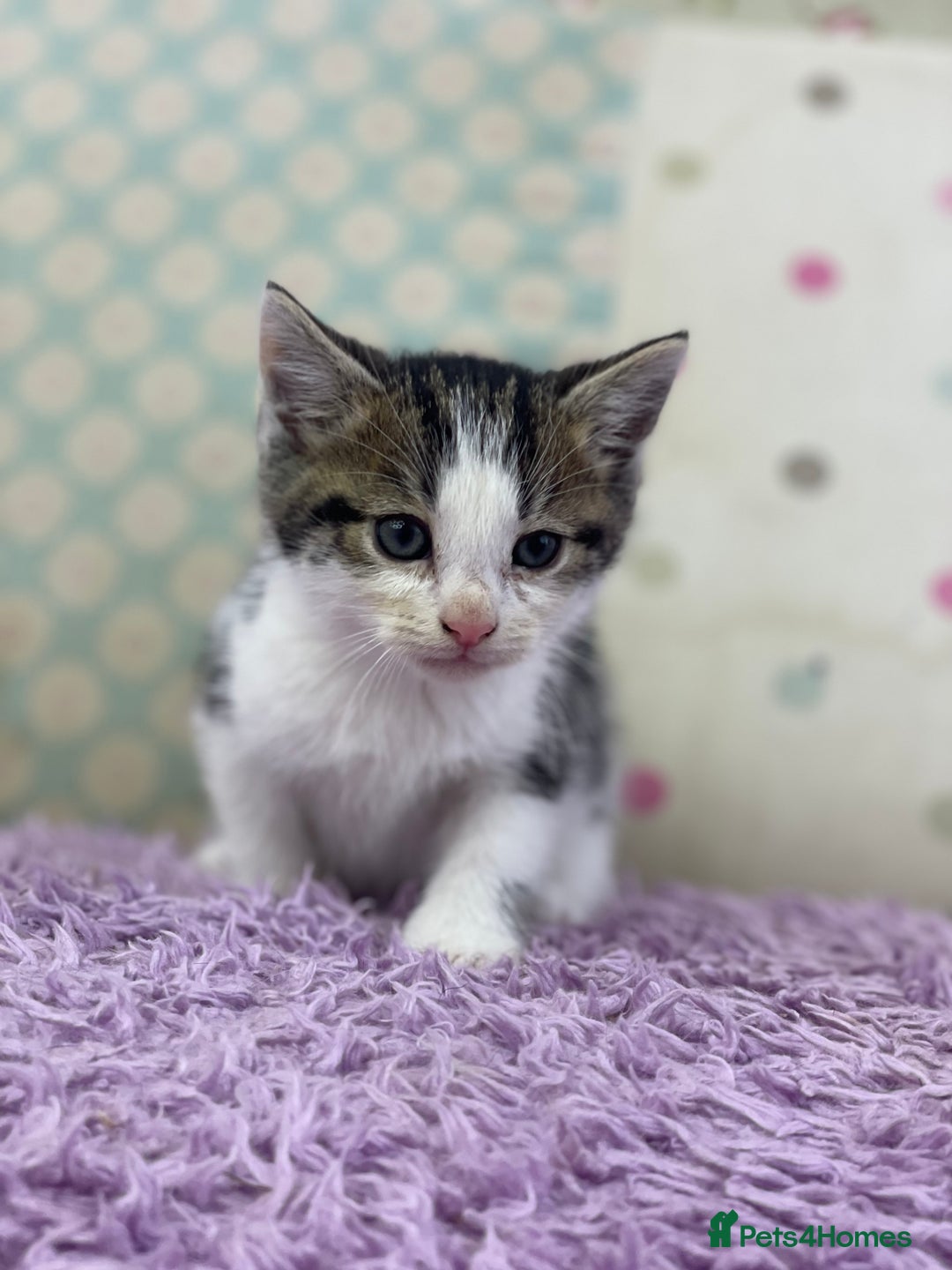 Mixed Breed cats for sale: Beautiful kittens looking for their forever homes - Advert 4