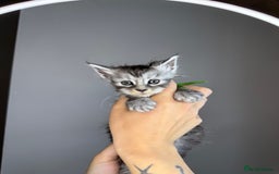 Maine Coon cats for sale: XL Russian maine coon kittens  in Market Rasen - Image 4