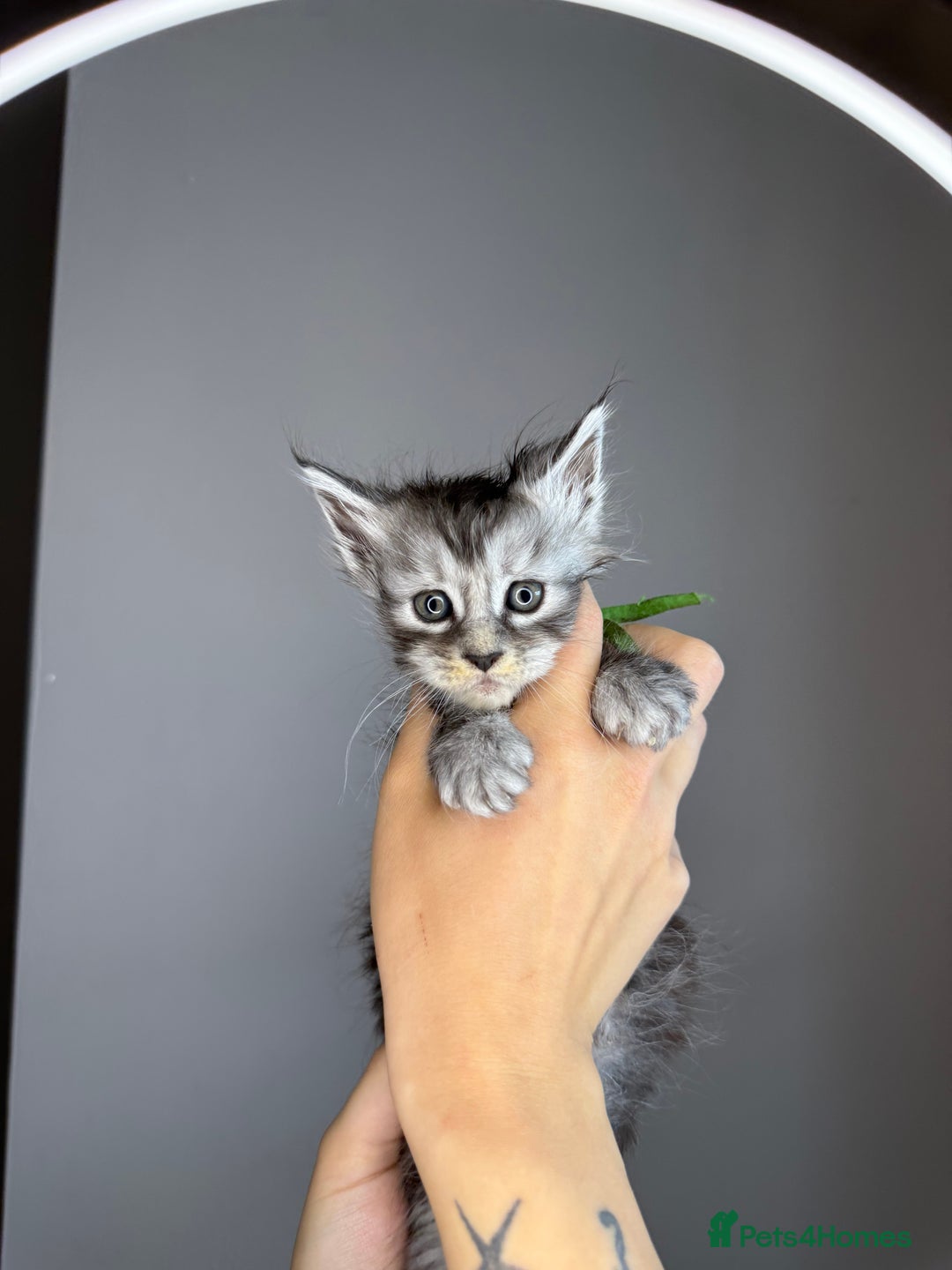 Maine Coon cats for sale: XL Russian maine coon kittens  in Market Rasen - Image 4