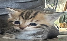 British Shorthair cats for sale: Kittens  - Image 1