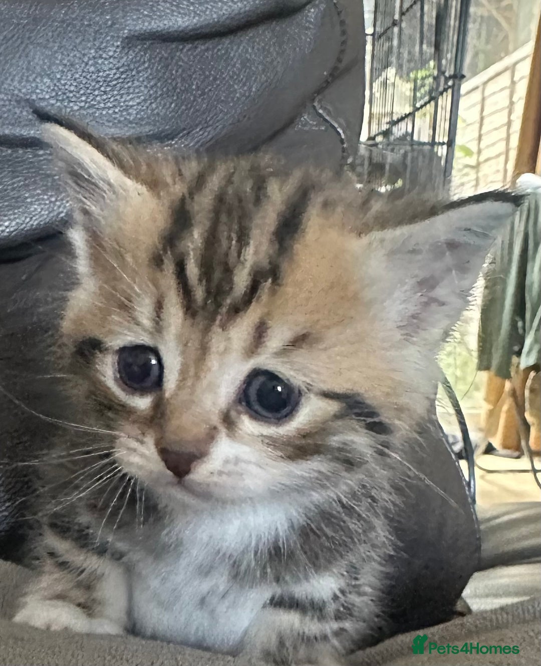 British Shorthair cats for sale: Kittens  - Image 1