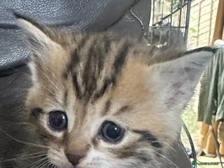 British Shorthair cats - Advert 30