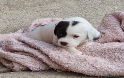 Springador dogs for sale: Springador puppies - Image 4