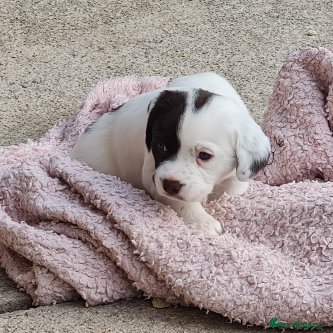 Springador dogs for sale: Springador puppies - Image 4