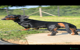 Dachshund dogs for sale: Waiting list now open - Image 3