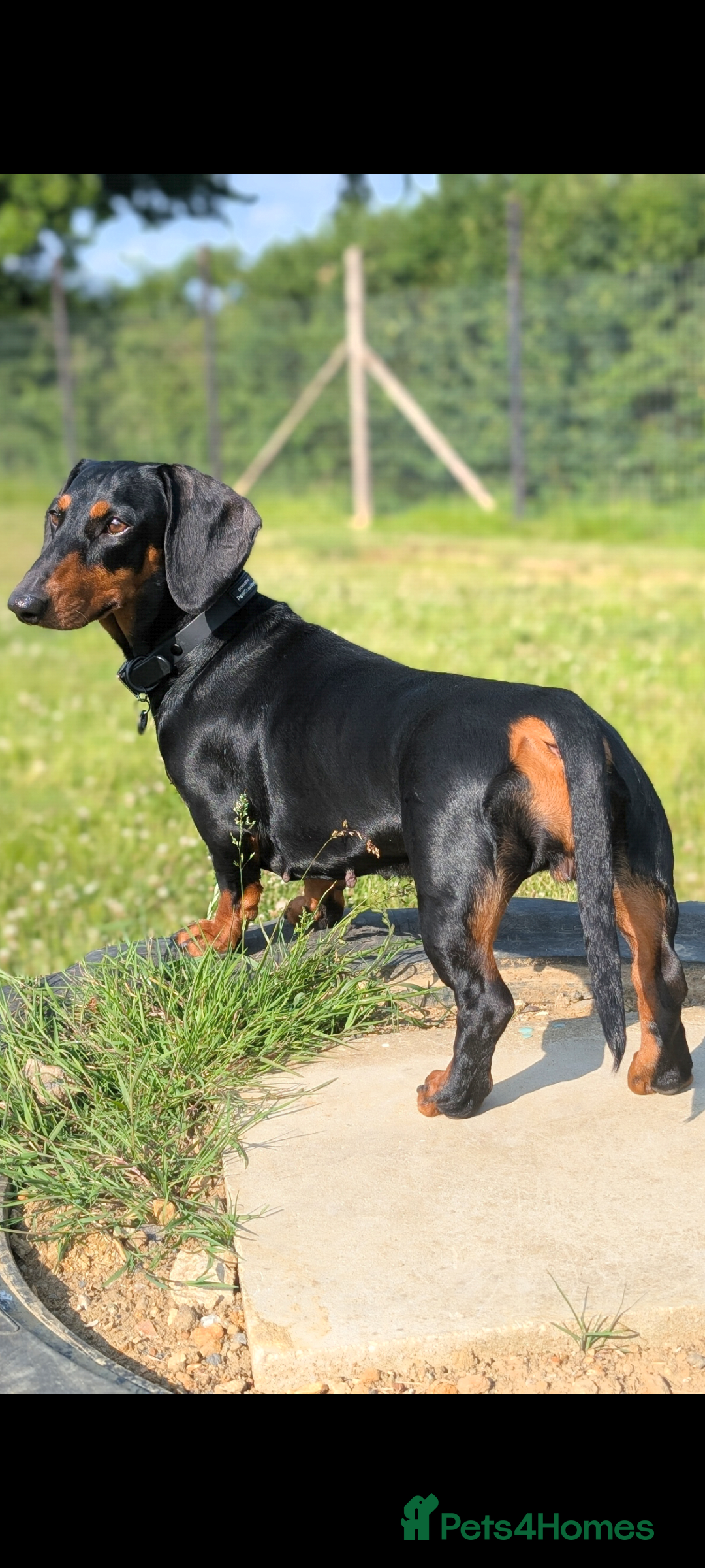 Dachshund dogs for sale: Waiting list now open - Image 3