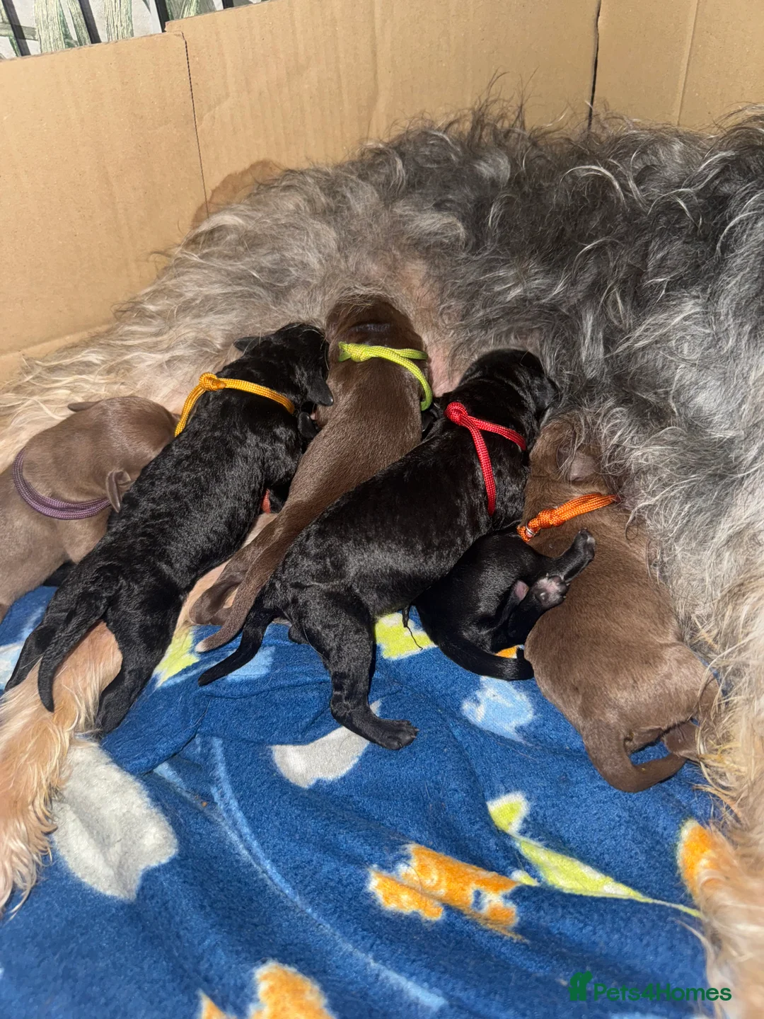 Bedlington Terrier dogs for sale: Bedlington whippet  - Advert 30