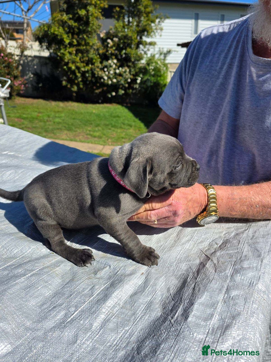 Staffordshire Bull Terrier dogs for sale: Blue staffy pups  - Image 3