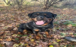 Rottweiler dogs for stud: Male Rottweiler for stud - Advert 1