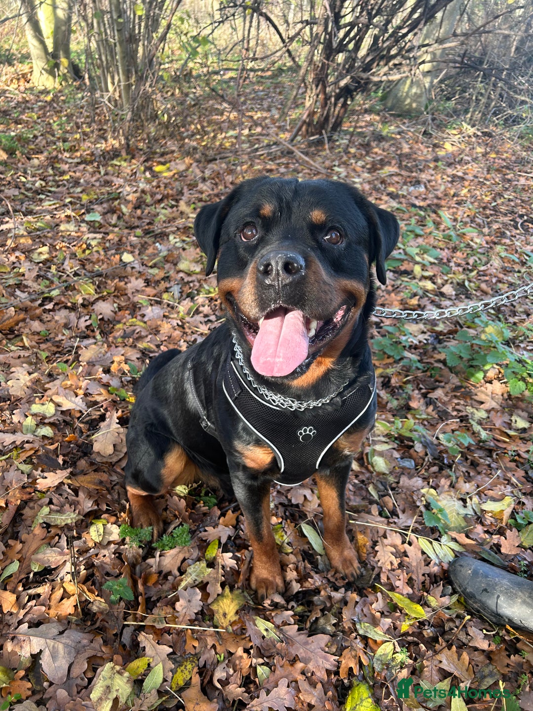 Rottweiler dogs for stud: Male Rottweiler for stud - Advert 1