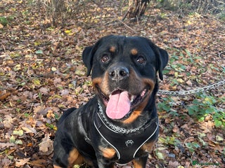 Rottweiler dogs for stud: Male Rottweiler for stud - Advert 1