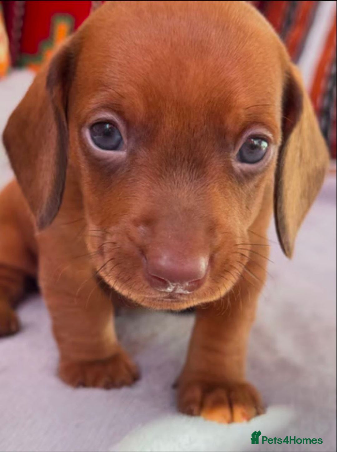 Miniature Dachshund dogs for sale: STUNNING MINIATURE DACHSHUND PUPPIES - Image 7