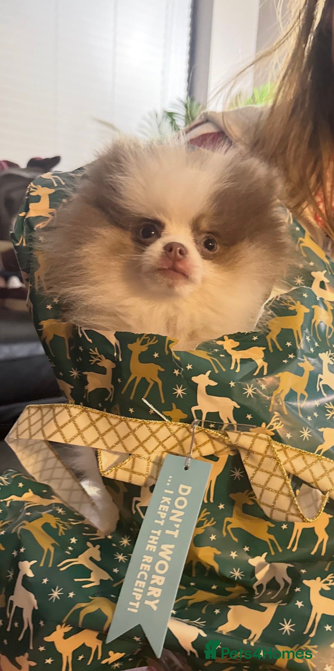 Pomeranian dogs for sale: Everest - Advert 2