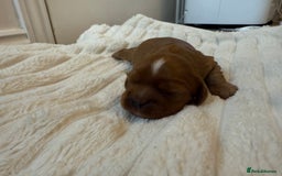 Cavalier King Charles Spaniel dogs for sale: Ruby boys kc cavalier King Charles puppies  - Image 35
