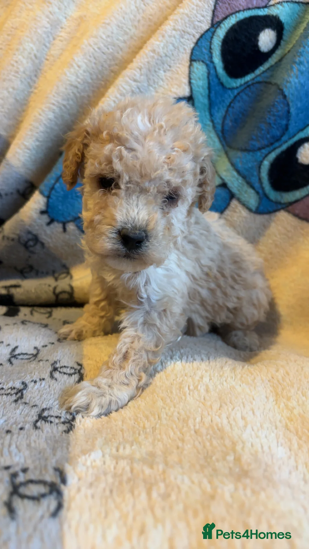 Cockapoo dogs for sale: Cockapoo puppies  - Advert 2