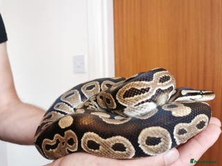 Python Snake reptiles Ball Python male - Advert 1