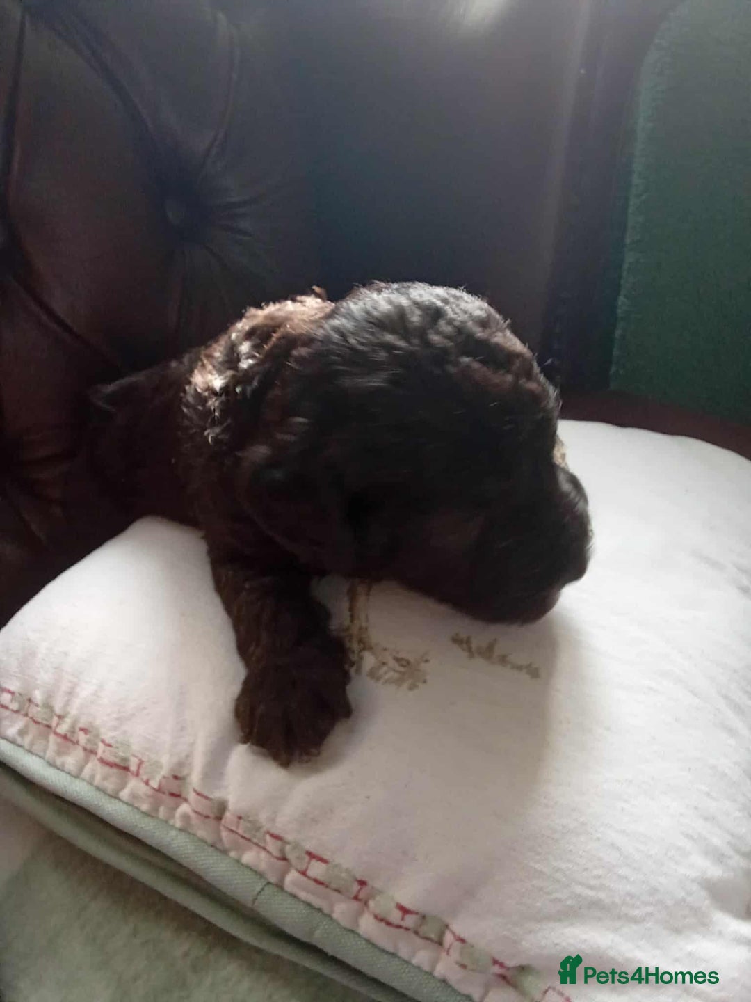 Bedlington Terrier dogs for sale: 2 x Bedlington boys  - Image 4