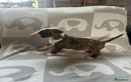 English Bull Terrier dogs for sale: Ready to leave !!! champion bloodlines kc reg - Image 35