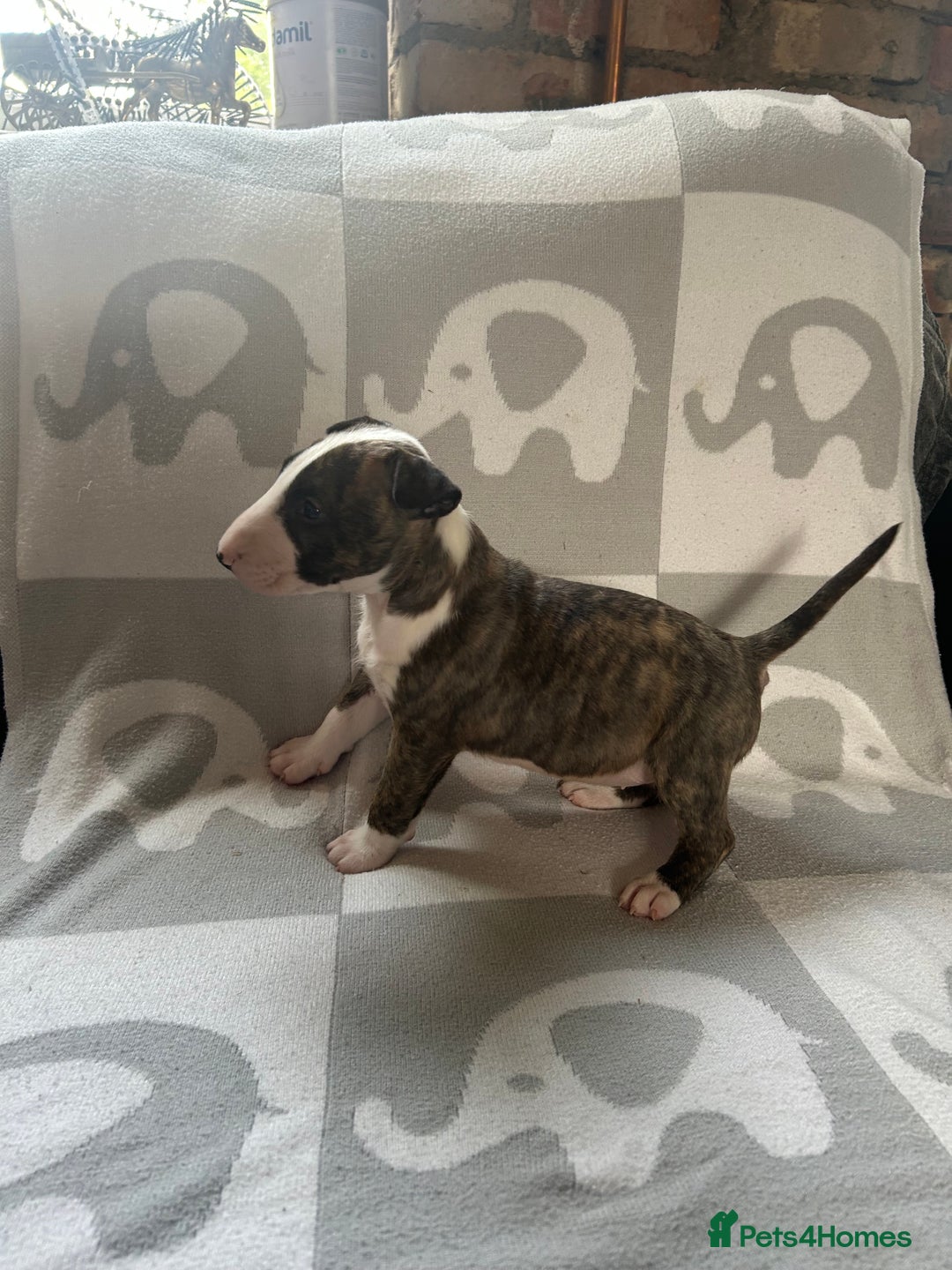 English Bull Terrier dogs for sale: Ready to leave !!! champion bloodlines kc reg - Image 35