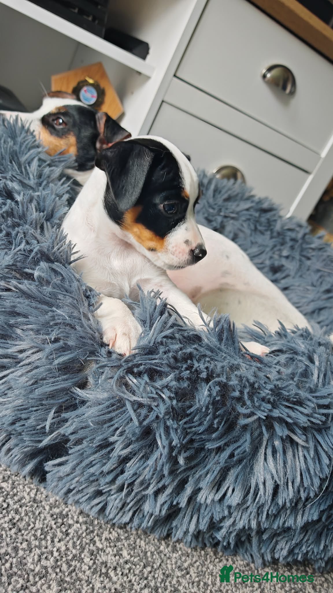 Jack Russell dogs  Beautiful Jack Russell baby girl  - Advert 2