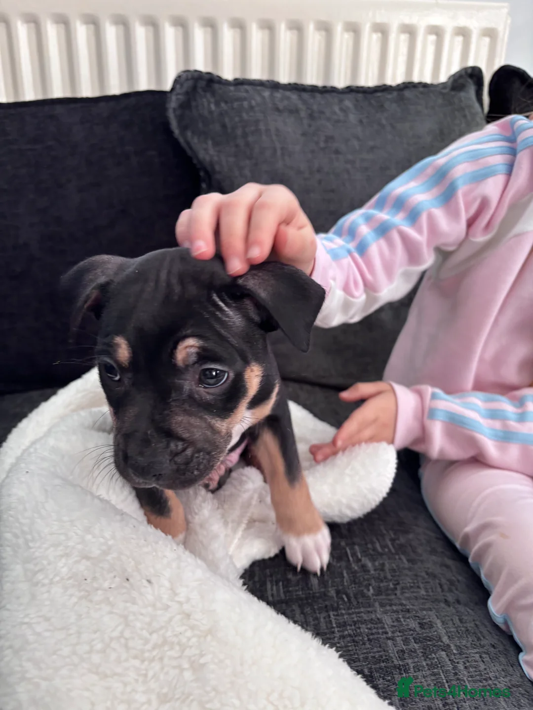 Mixed Breed dogs for sale: 9 week old staff x American bulldog - Advert 4