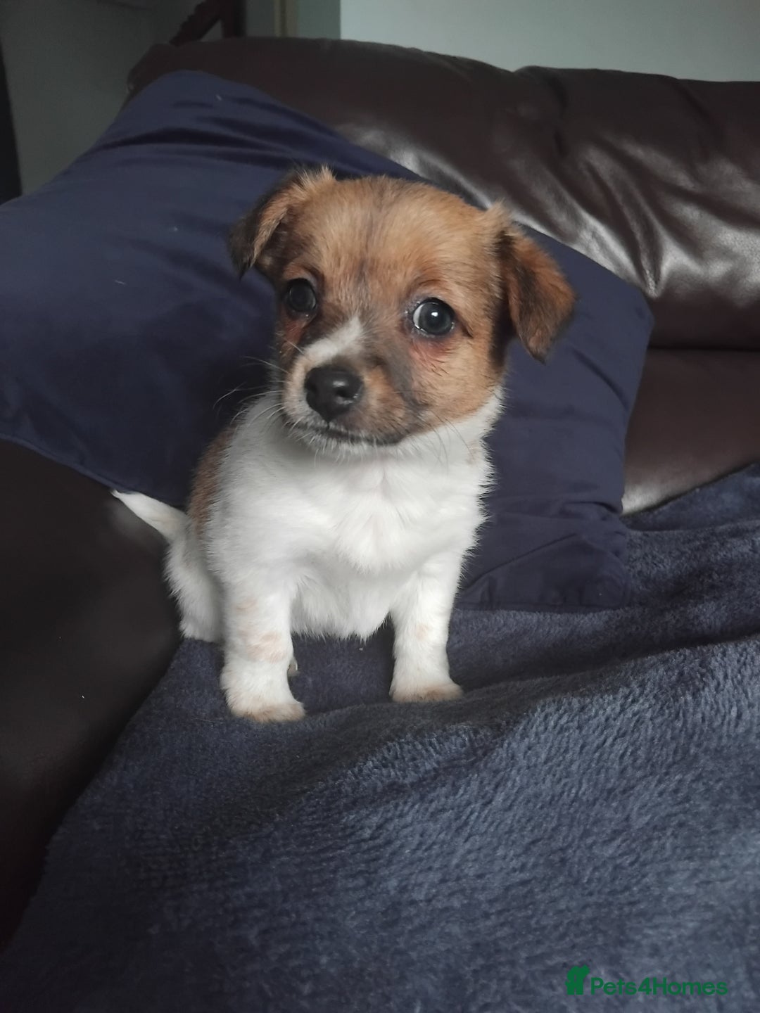 Mixed Breed dogs for sale: Lovely little jackapom puppies  - Image 4