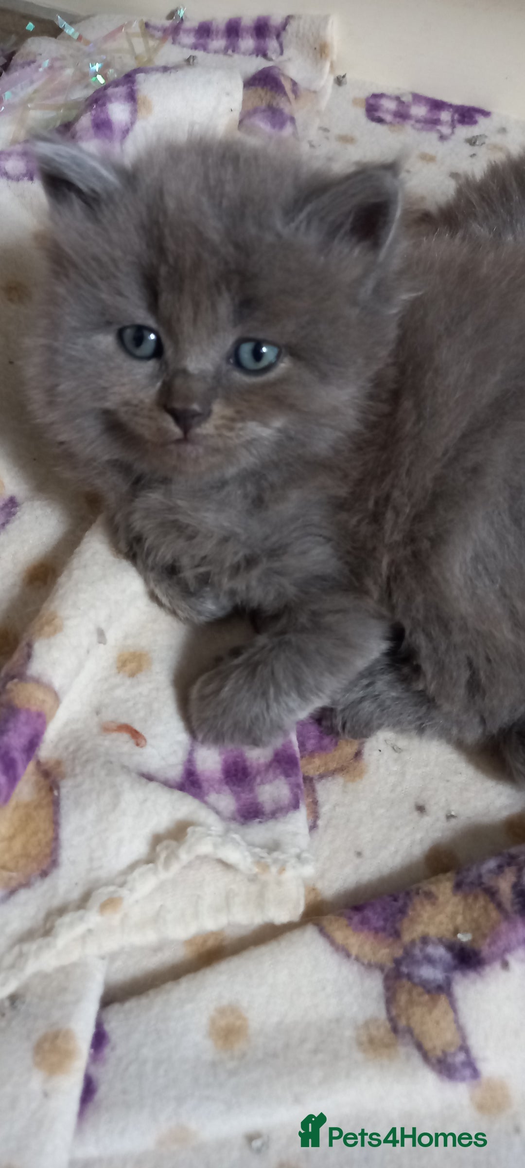British Longhair cats for sale: 3 stunning longhaired british x  - Image 3