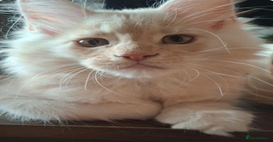 Maine Coon cats - Advert 12