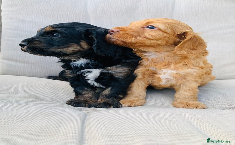 Cockapoo dogs - Advert 2