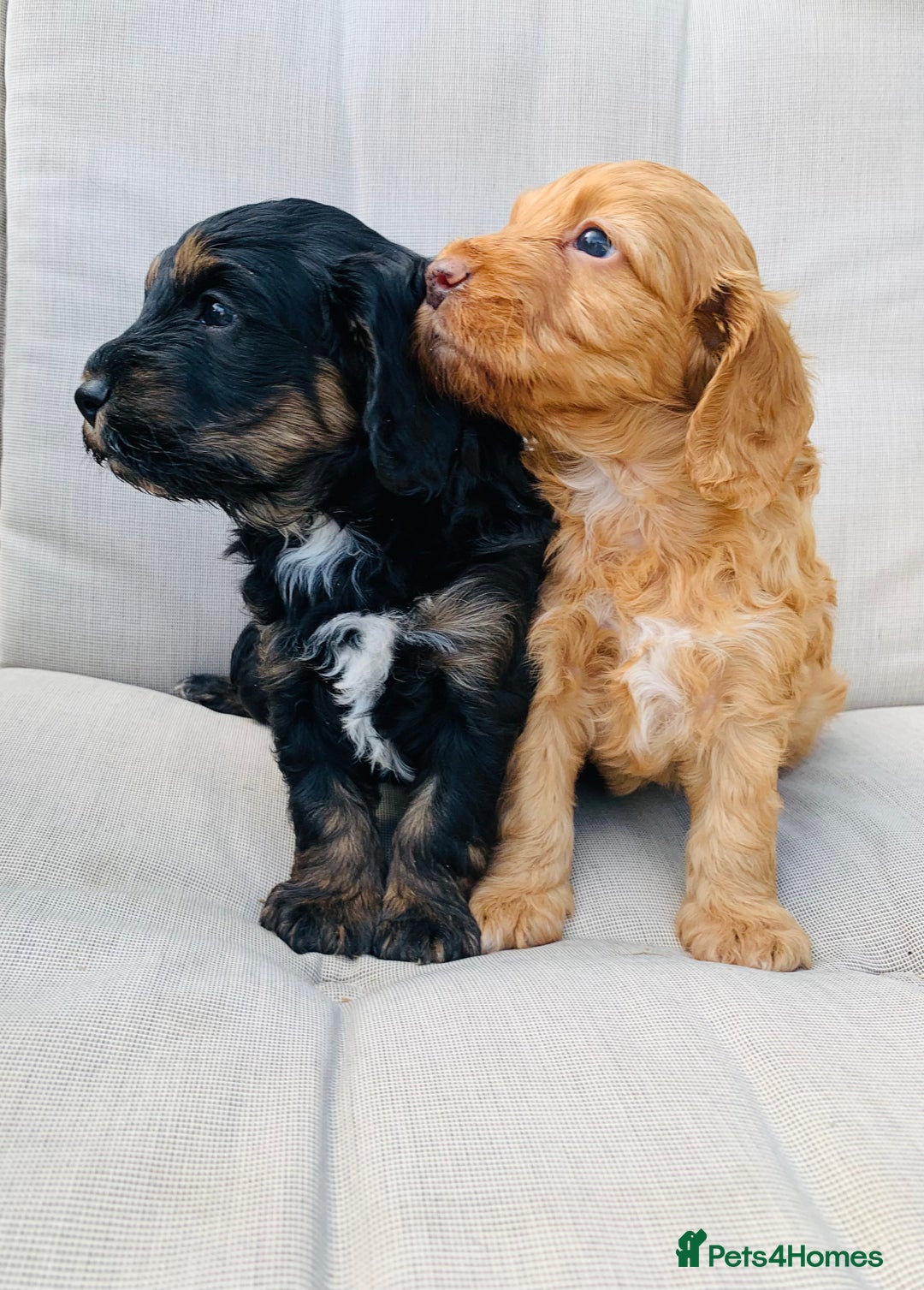 Cockapoo dogs for sale: Miniature cockapoos - Image 1