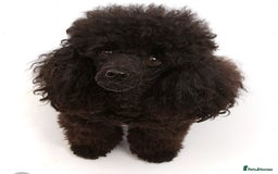 Miniature Poodle dogs for sale: Beautiful miniature poodles  - Advert 2