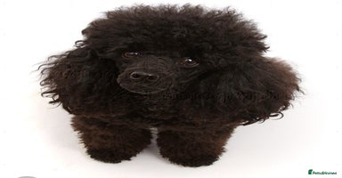 Miniature Poodle dogs Beautiful miniature poodles  - Advert 2
