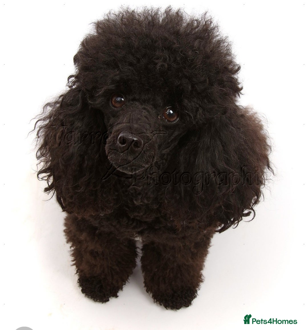 Miniature Poodle dogs for sale: Beautiful miniature poodles  - Advert 2