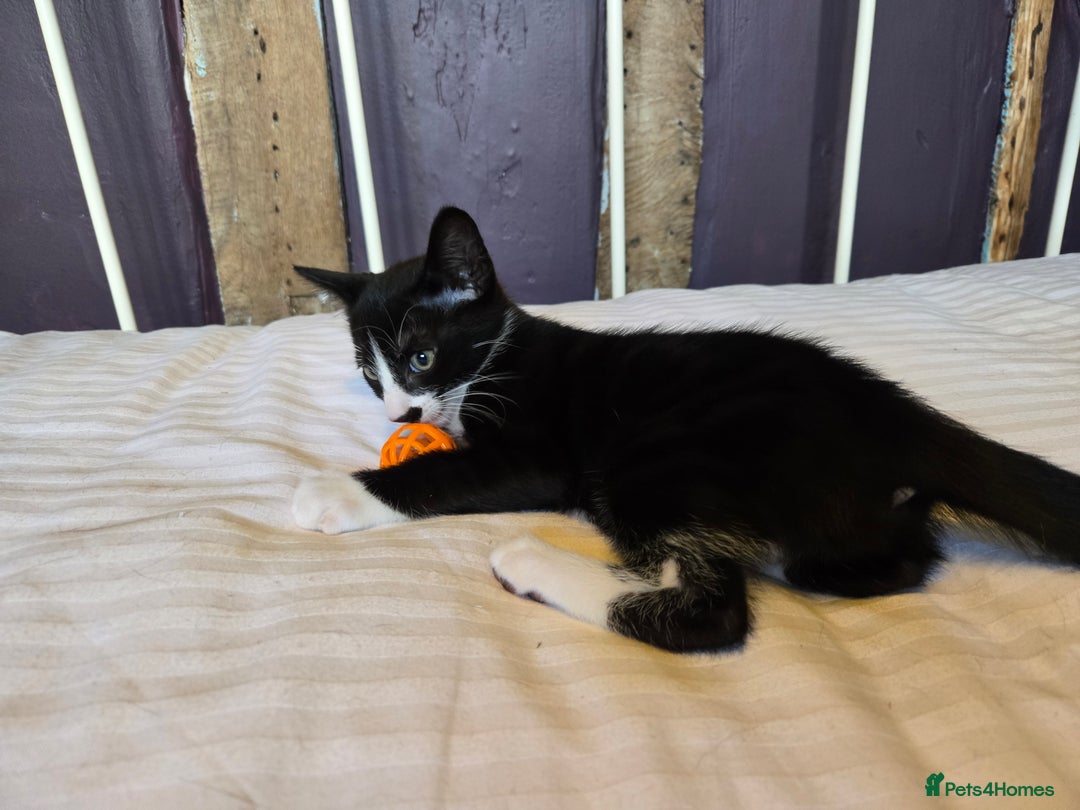Mixed Breed cats for sale: Beautiful little boy ready for his forever home. - Image 4