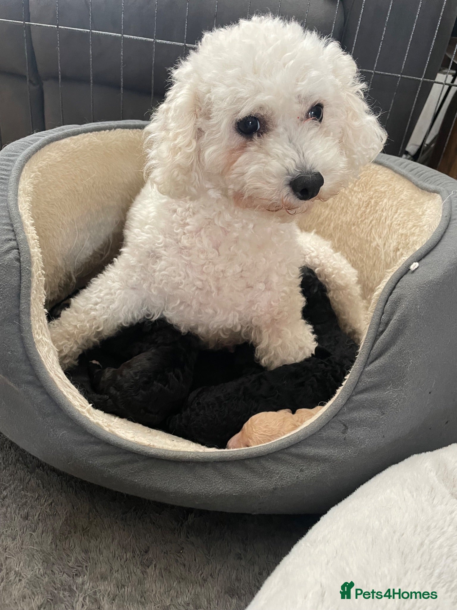 Poochon dogs Beautiful Poochon puppies for sale - Advert 1