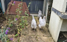 Chickens poultry for sale: Lavender buff Orpington  - Image 2
