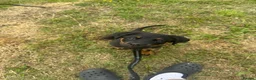 Rottweiler dogs for sale: Female Rottweiler  in Saltburn-by-the-Sea - Advert 3