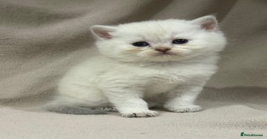 British Shorthair cats - Advert 14