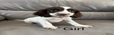 Cocker Spaniel 7