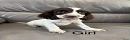 Cocker Spaniel dogs for sale: Cocker Spaniel Puppies Ready Now - Advert 11