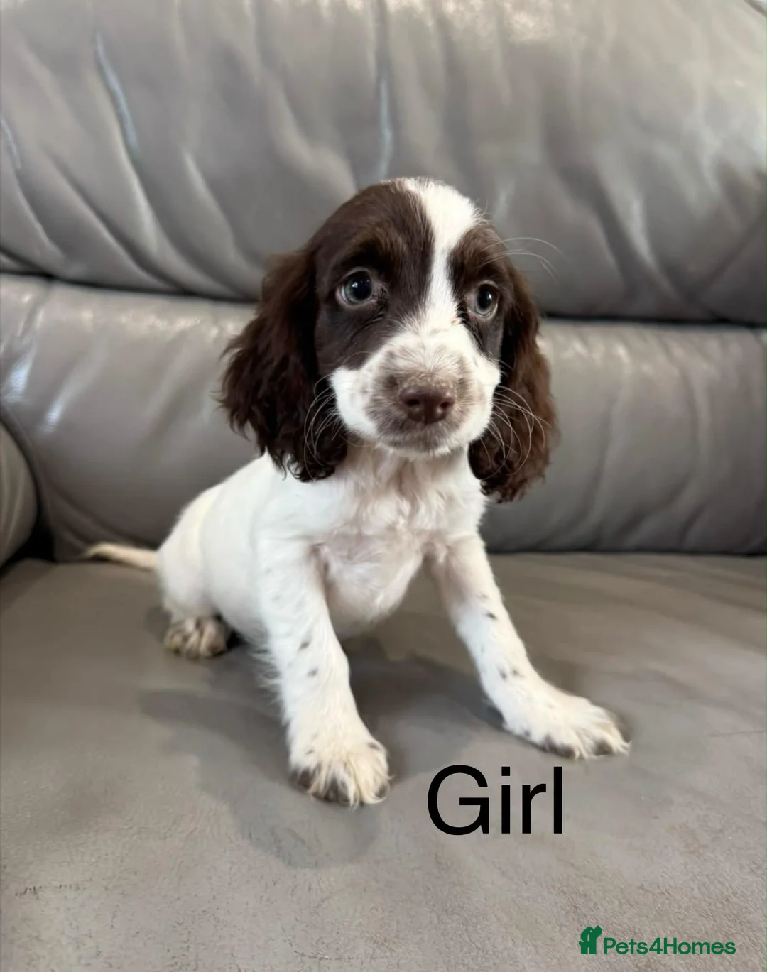 Cocker Spaniel dogs for sale: Cocker Spaniel Puppies Ready Now - Advert 11