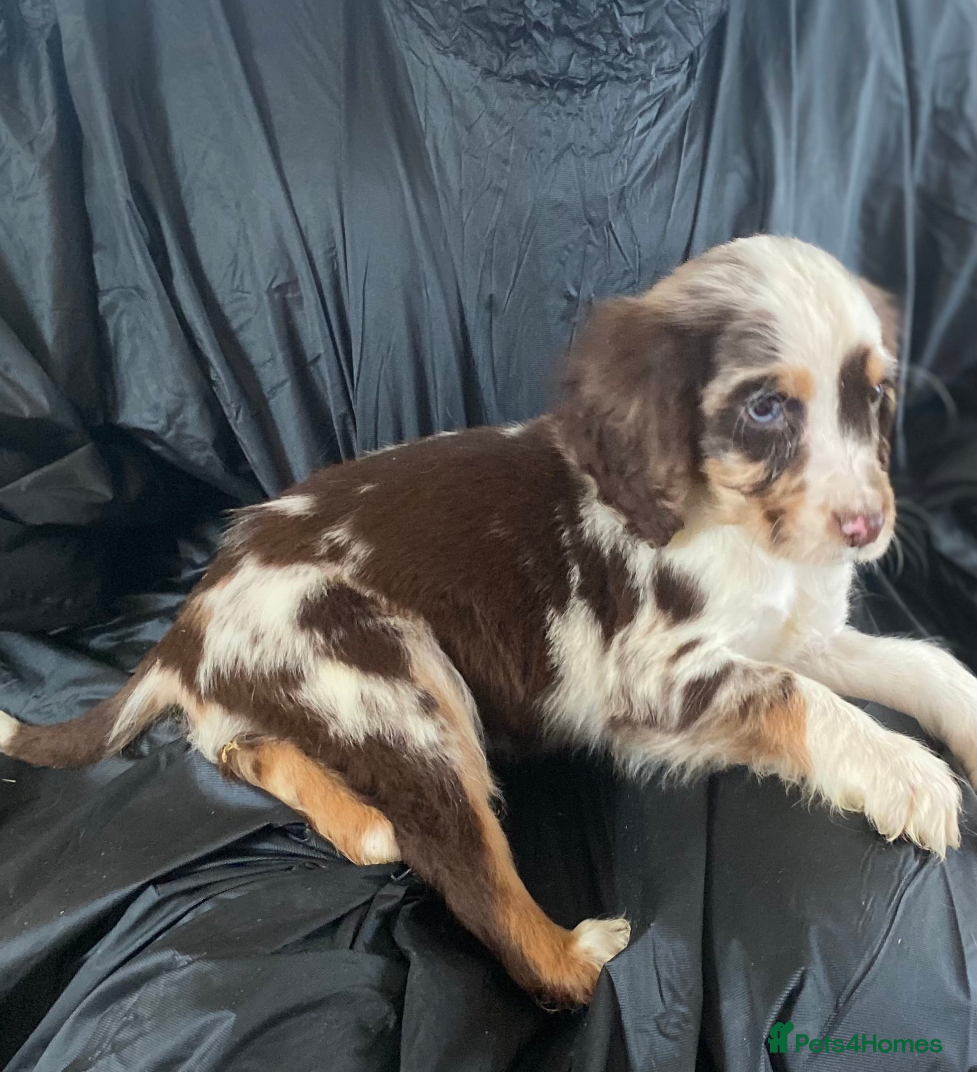 Cocker Spaniel dogs Beautiful letter of working Cocker spaniel’s - Advert 1