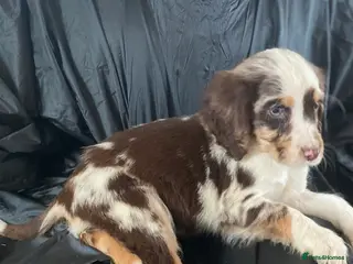 Cocker Spaniel dogs Beautiful letter of working Cocker spaniel’s - Advert 1