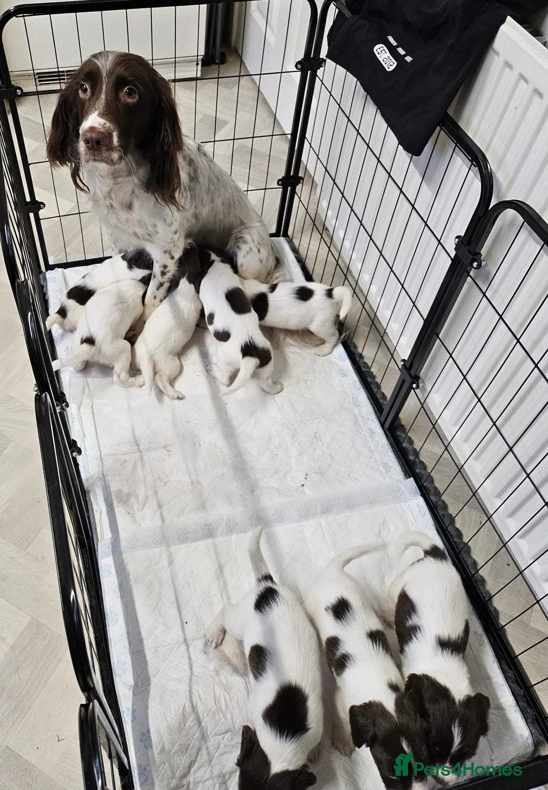 English Springer Spaniel dogs for sale: English springer spaniels  - Advert 22