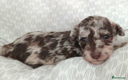 Miniature Poodle dogs for sale: Poodles - Image 2