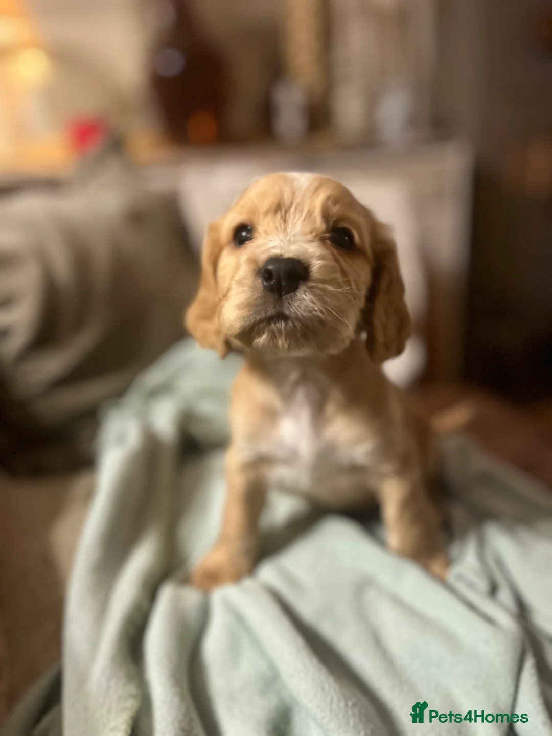 Cockapoo dogs for sale: ONE BOY LEFT.  F1 COCKAPOO - Advert 12