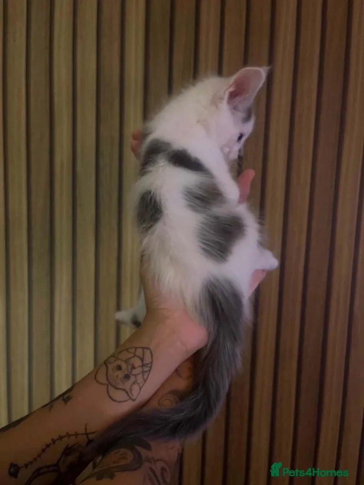 Maine Coon cats Tica registered Maine Coon kittens - Advert 2