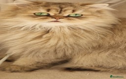 Persian cats for sale: Mother and daughter chinchilla persians - Image 7